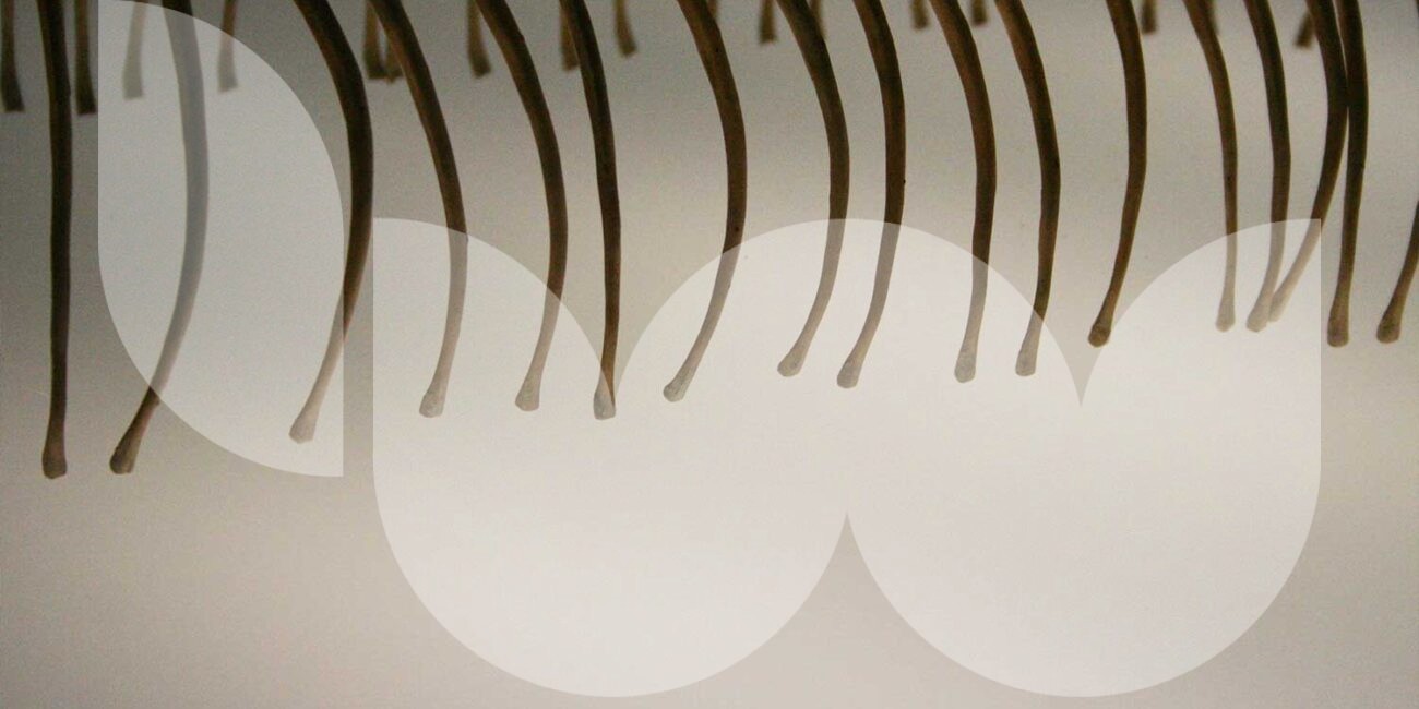 Skeletal-forms-5